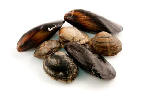 Edibile molluscs Stock Photos