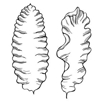 Edible  algae.  Porphyra. Vector  illustration. 스톡 일러스트
