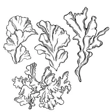 Edible  algae. Ulva lactuca.  Vector  illustration. Stock Illustration