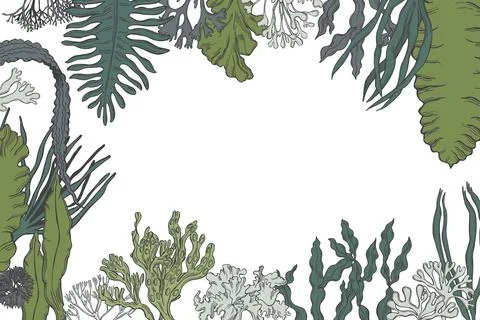 Edible  algae.   Vector  background. Stock Illustration