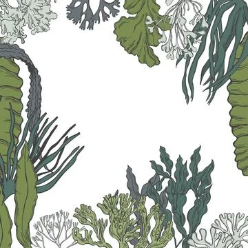 Edible  algae.   Vector  background. Stock Illustration