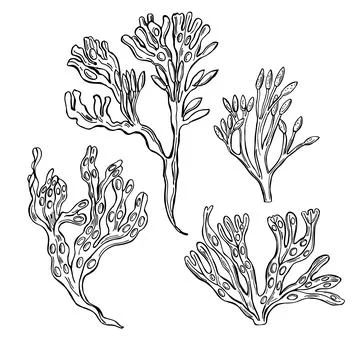 Edible  algae.   Vector  illustration. Illustrazione stock