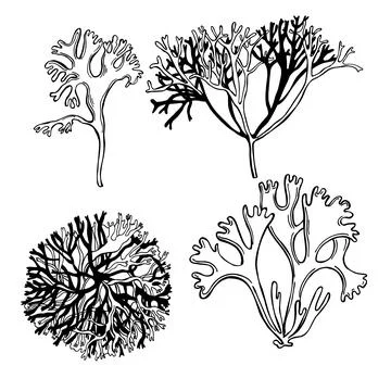 Edible  algae.   Vector  illustration. Stock Illustration