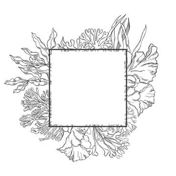 Edible  algae.   Vector  illustration. Stock Illustration