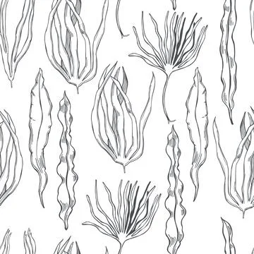 Edible  algae.   Vector  pattern. 库存插图
