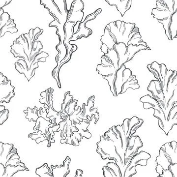 Edible  algae.   Vector  pattern. Illustrazione stock