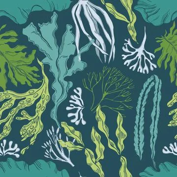 Edible  algae. Vector  pattern. 库存插图