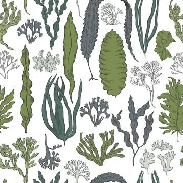 Edible  algae.   Vector  pattern Illustrazione stock