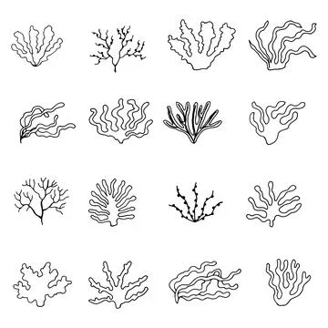 Edible algae. vector set of sketches Illustrazione stock