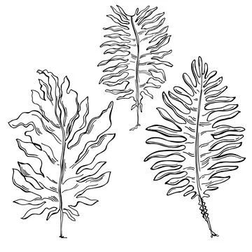 Edible  algae.  Wakame. Vector  illustration. 스톡 일러스트