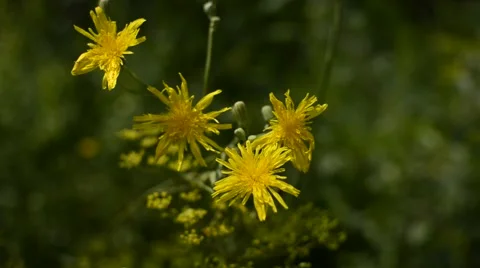 Edible and Medicinal Dandelions Stock Footage 40497906