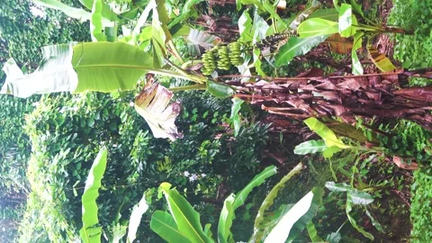 Edible bananas continue to bear fruit in January Vídeo Stock 316839955
