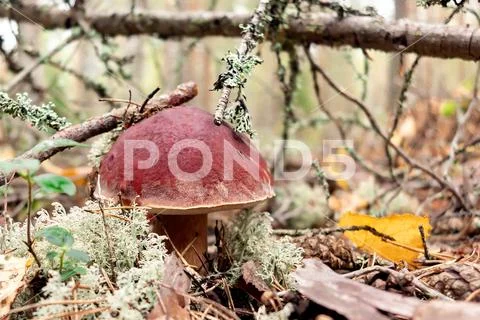 Edible boletus edulis mushroom, known as a penny bun or king bolete growing i Stock Photos