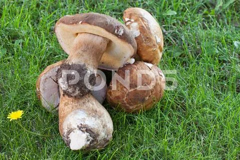 Edible Boletus Edulis Stock Photos