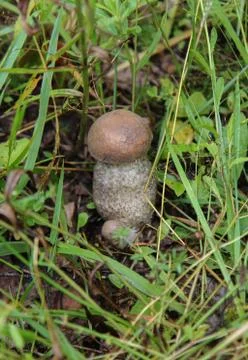 The edible boletus mushroom grows in the grass. Stock Photos