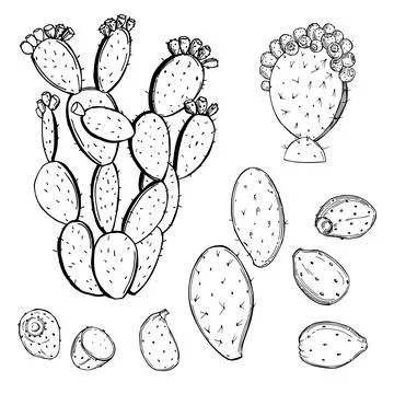 Edible cactus.Vector  illustration. Stock Illustration