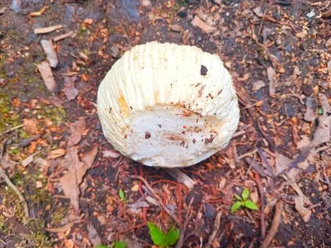 Edible coconut pulp Stock Photos
