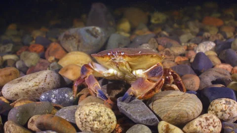 Edible crab crawling over seabed, Oban UK Stock Footage 252736475