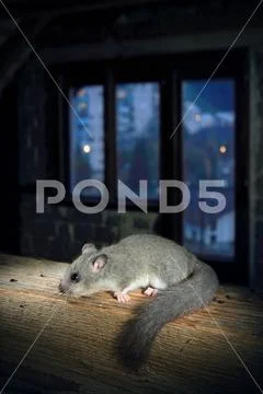 Edible Dormouse Or Fat Dormouse (Glis Glis) in the city house Stock Photos