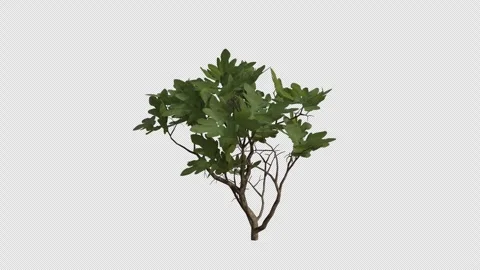 Edible Fig blowing in the wind Loop Animation. Alpha Channel. Loop Animation Stock Footage 307086931