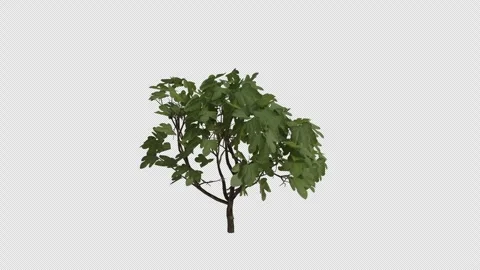 Edible Fig blowing in the wind Loop Animation. Alpha Channel. Loop Animation Stock Footage 307086939