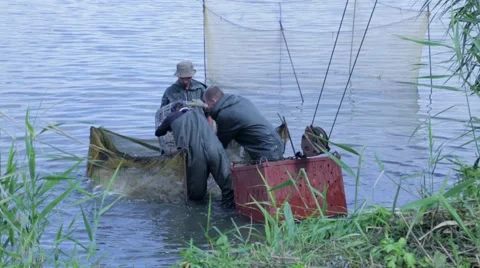 Edible fish Stock Footage 45930289