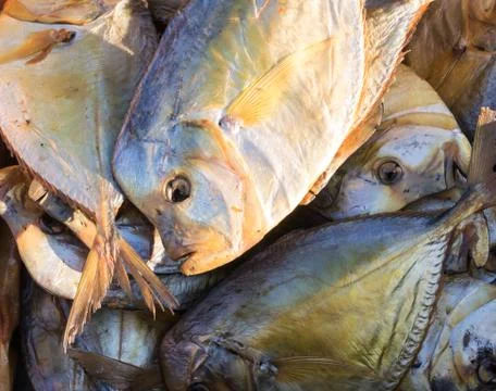 Edible Fish Stock Photos