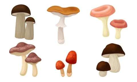 Edible Forest Mushrooms or Toadstools with Stem and Cap Isolated on White Stock Illustration