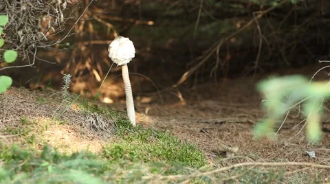 Edible Forest Toadstool Stock Footage 41403429
