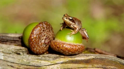 Edible Frog on acorn Stock Footage 41404763