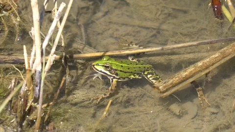 Edible Frog and Tadpole Stock Footage 122595972