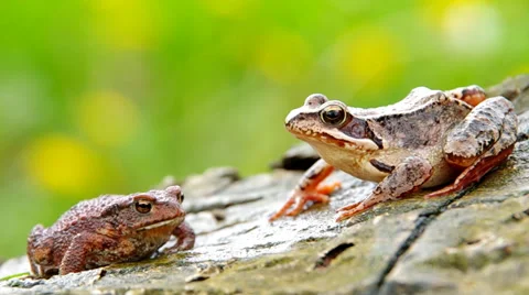 Edible Frog and Toad Frog Stock Footage 37536090