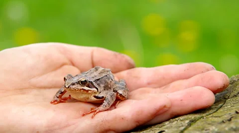 Edible Frog in a child's hand Stock Footage 37535932