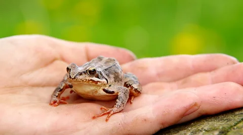 Edible Frog Stock Footage 37535973