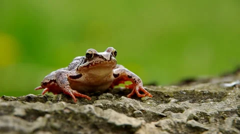 Edible Frog Stock Footage 37536164