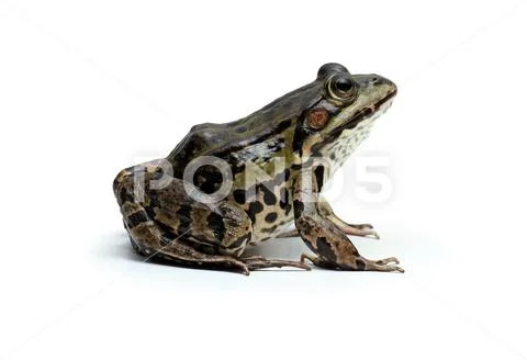 Edible Frog / Green Frog Stock Photos