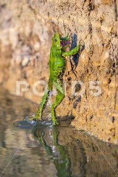 Edible Frog / Green Frog Stock Photos