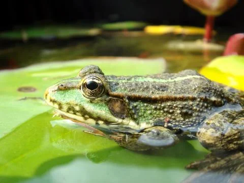 Edible frog on lily leaf Stock Photos