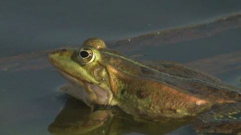 Edible frog, male, screaming on the surface of the pond, close up Stock Footage