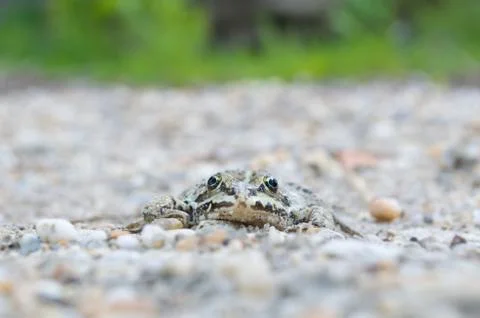 Edible Frog on Pebbles Front View Stock Photos