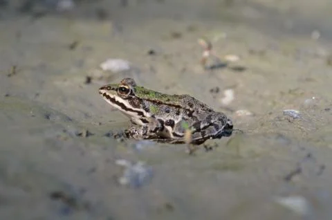 Edible frog Stock Photos