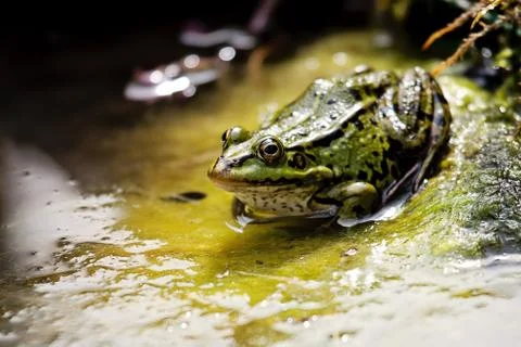 Edible Frog Stock Photos