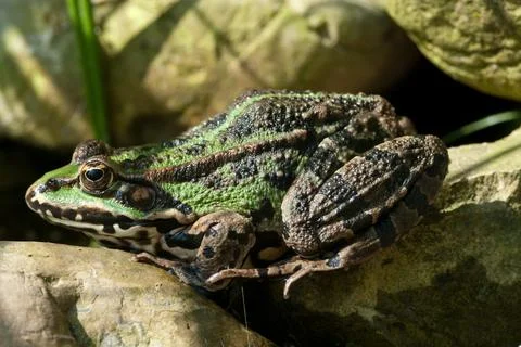 Edible frog Stock Photos
