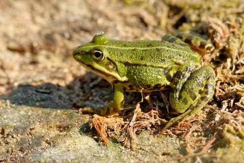 Edible Frog Stock Photos