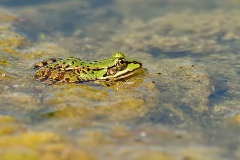 Edible Frog Stock Photos
