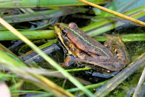 Edible Frog Stock Photos