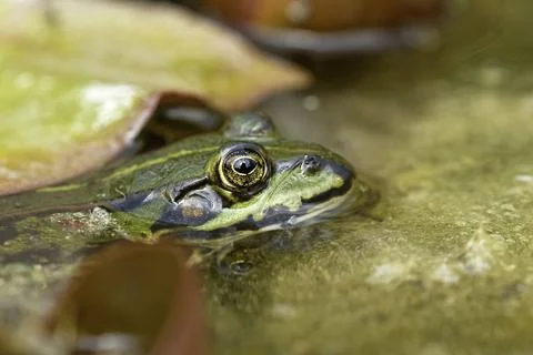 Edible Frog Stock Photos