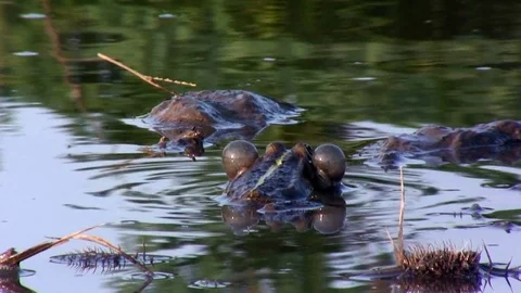 Edible frog In a pond Stock Footage 72813781