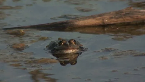 Edible frog In a pond Stock Footage 72813799