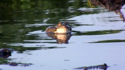 Edible frog In a pond Stock Footage 72813801